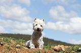 WESTIE 033